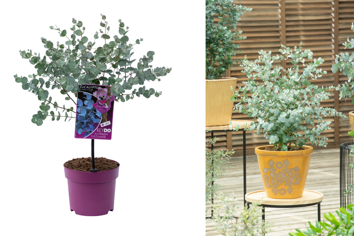 Eucalyptus Gunnii Azura op stam - 1 stuk
