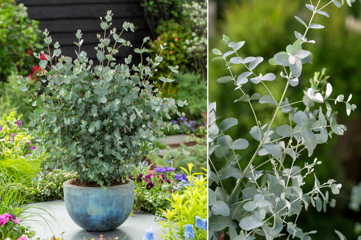 Eucalyptus Gunnii Azura op stam - 1 stuk