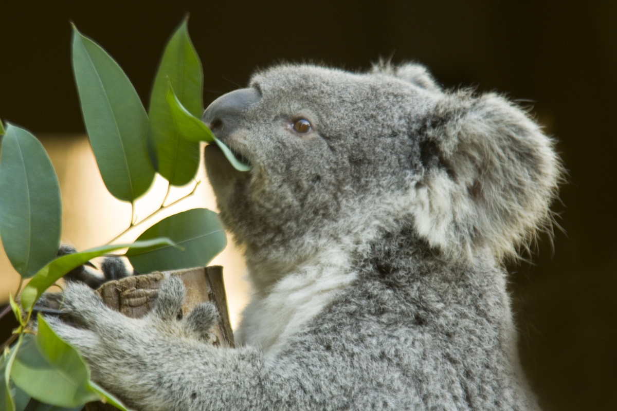 Eucalyptus Gunnii Azura op stam - 1 stuk