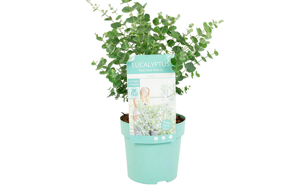 Eucalyptus Plant - Eucalyptus Gunnii Azura (30 - 40 cm)