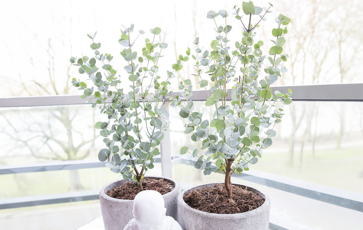 Eucalyptus Plant - Eucalyptus Gunnii Azura (30 - 40 cm)