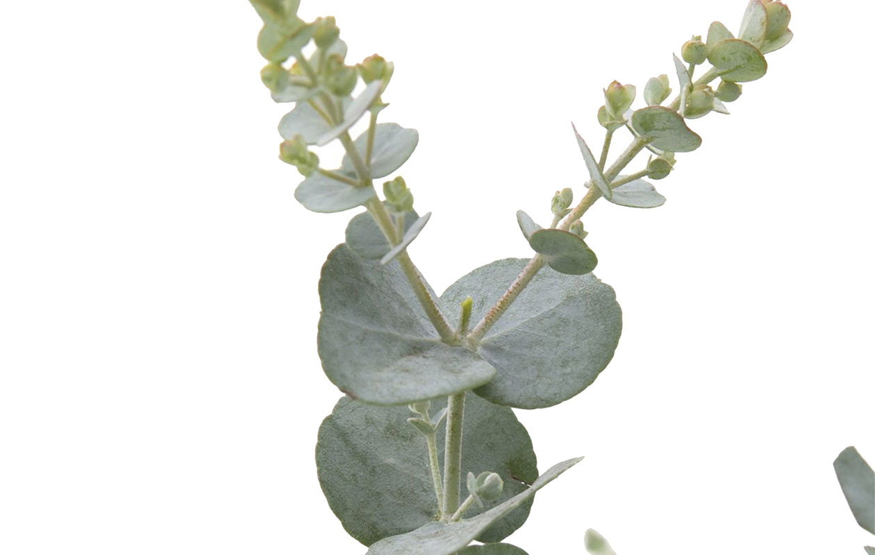 Eucalyptus Plant - Eucalyptus Gunnii Azura (30 - 40 cm)