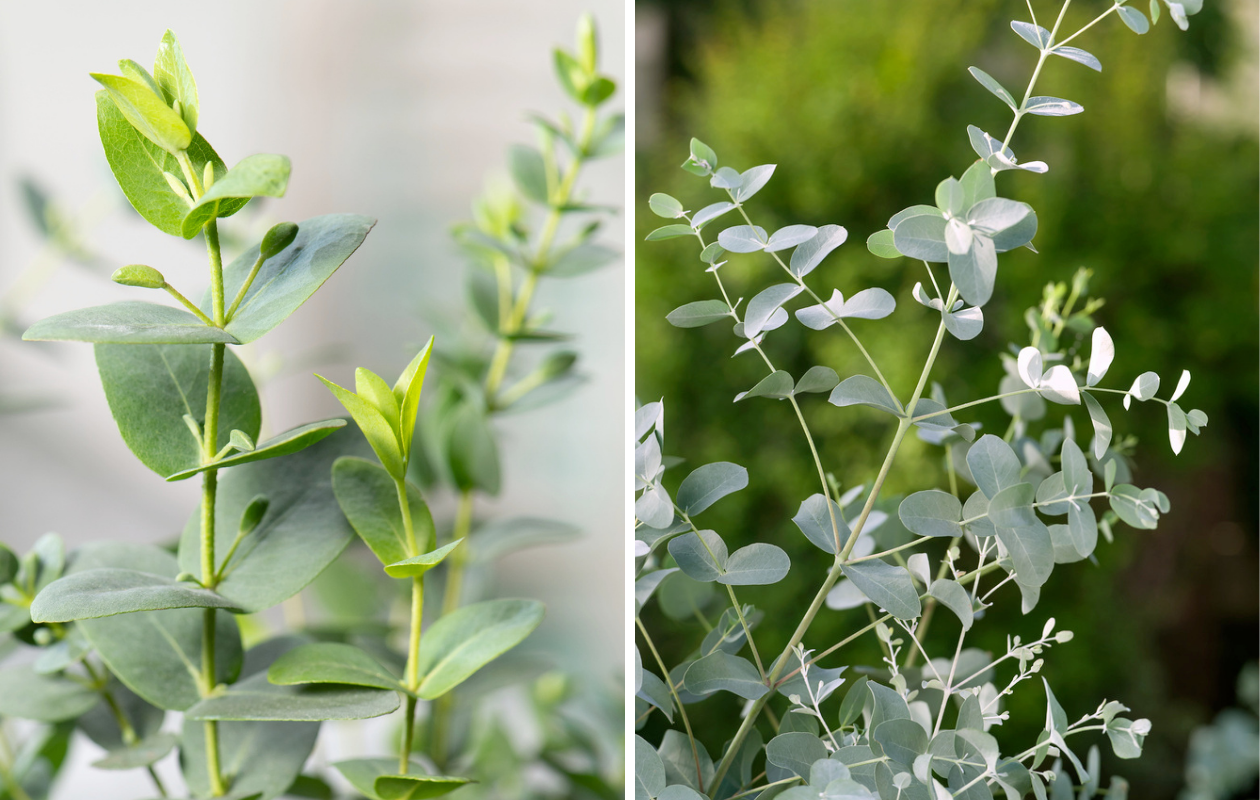 Eucalyptus - Silver Dollar XXL