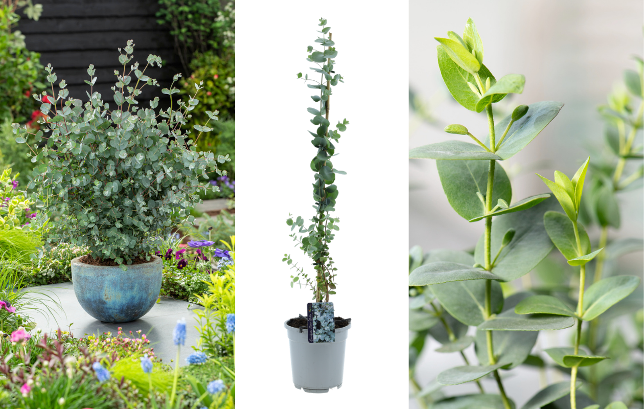 Eucalyptus - Silver Dollar XXL