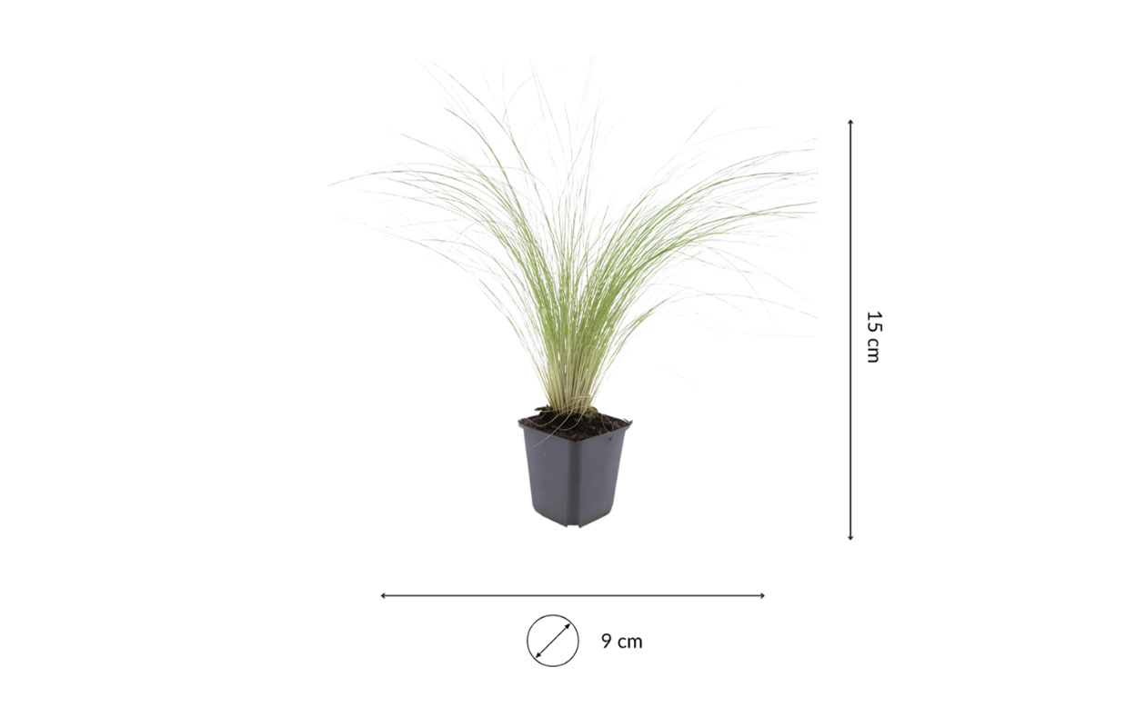 Vedergras plantenset 3 stuks