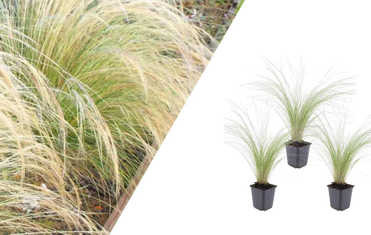 Vedergras plantenset 3 stuks