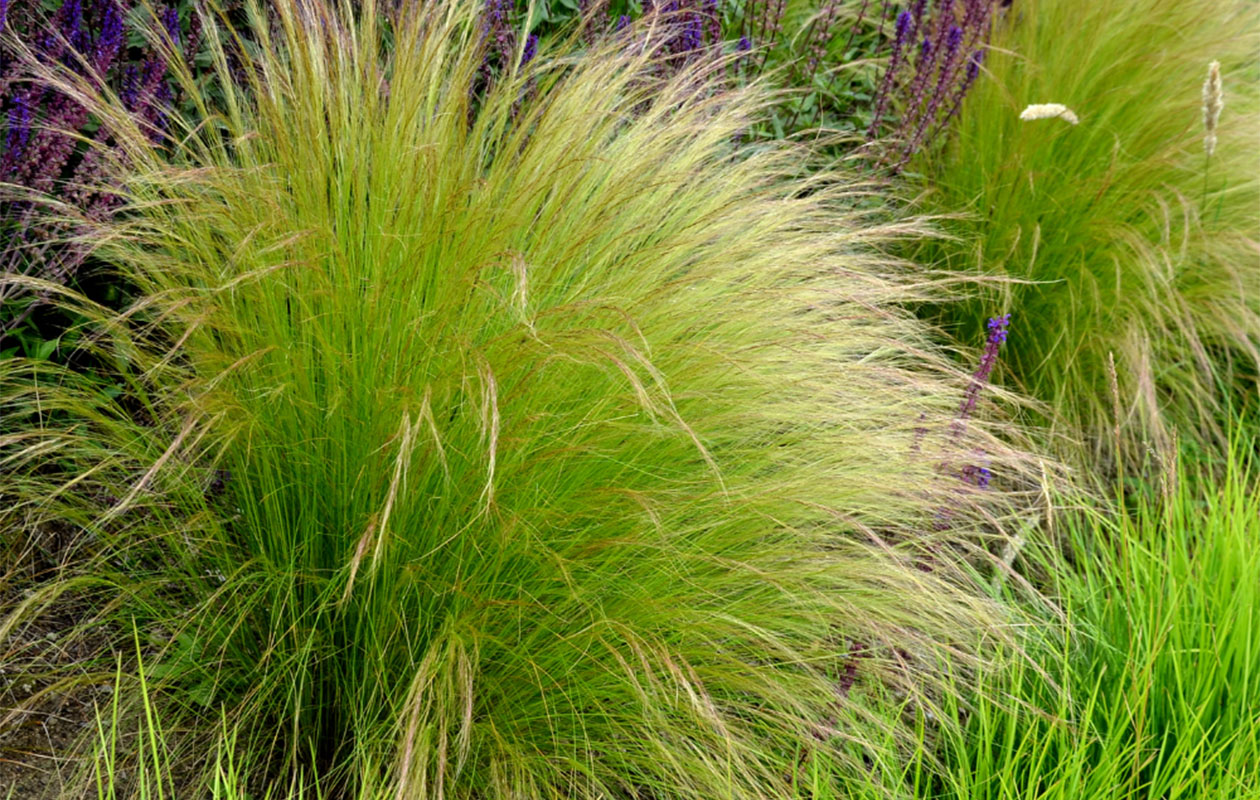 Vedergras plantenset 3 stuks