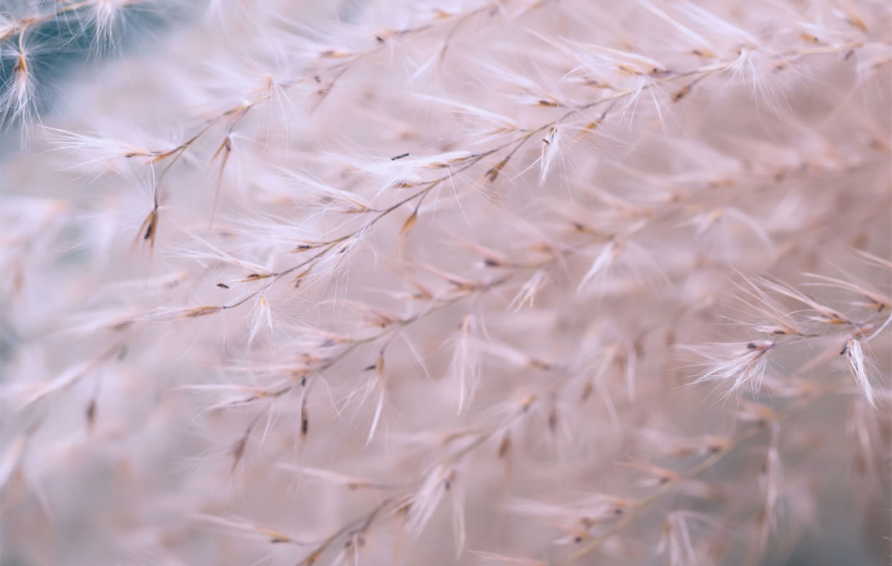 Vedergras plantenset 3 stuks