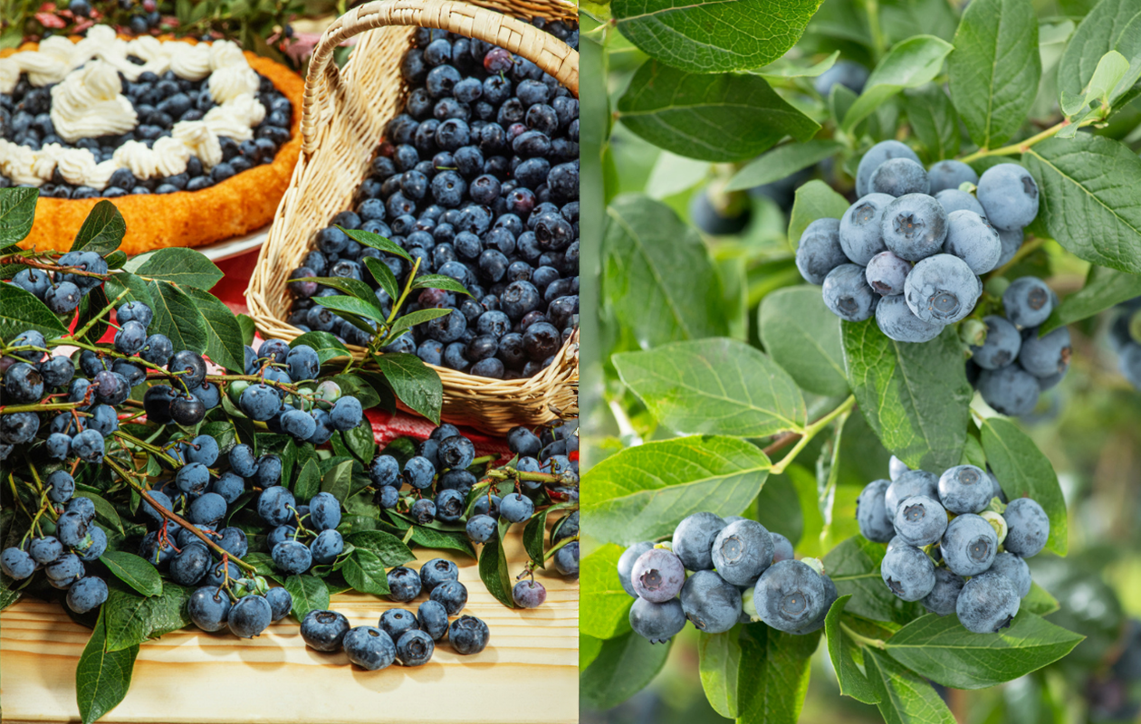 Plants de myrtilliers, framboisiers ou groseilliers rouges (2 pièces)