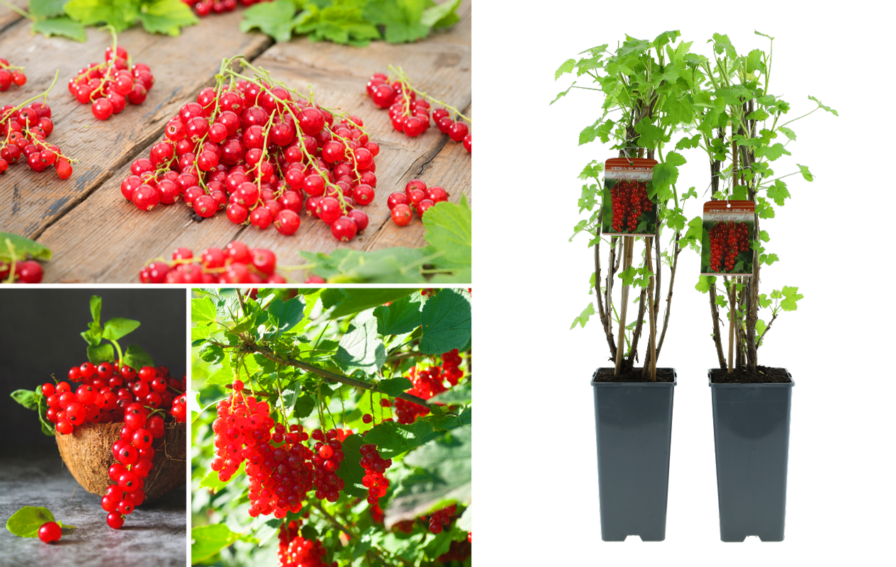 Plants de myrtilliers, framboisiers ou groseilliers rouges (2 pièces)