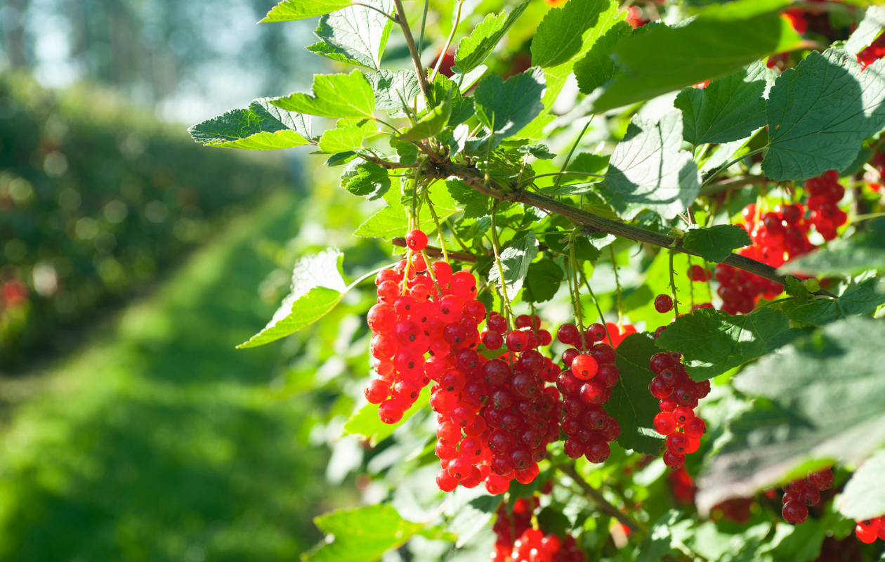 Plants de myrtilliers, framboisiers ou groseilliers rouges (2 pièces)