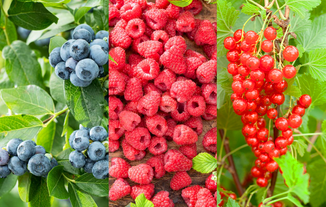 Plants de myrtilliers, framboisiers ou groseilliers rouges (2 pièces)