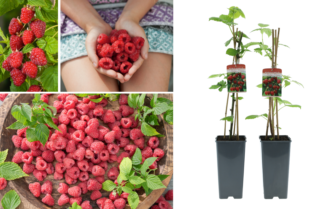 Plants de myrtilliers, framboisiers ou groseilliers rouges (2 pièces)