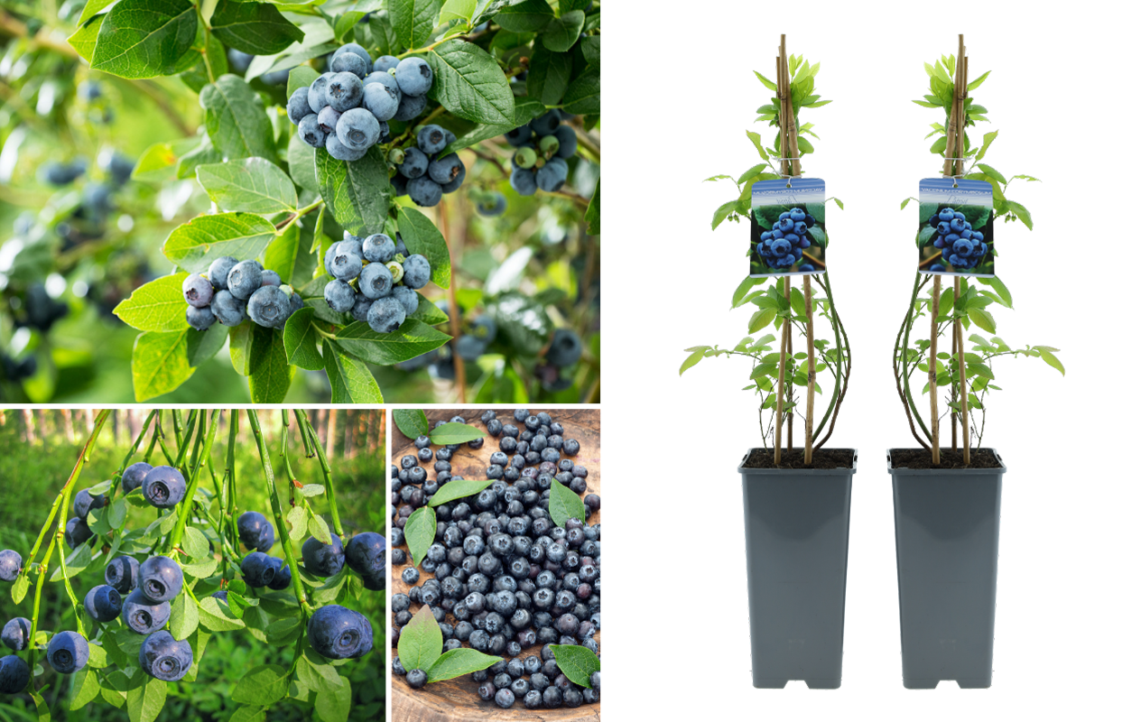 Plants de myrtilliers, framboisiers ou groseilliers rouges (2 pièces)