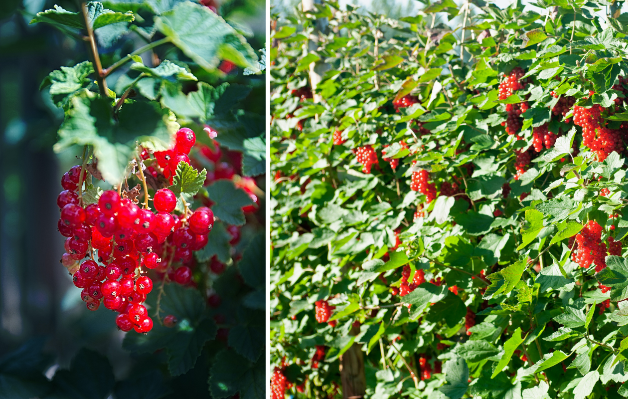 Plants de myrtilliers, framboisiers ou groseilliers rouges (2 pièces)