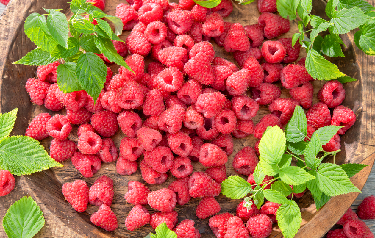 Plants de myrtilliers, framboisiers ou groseilliers rouges (2 pièces)