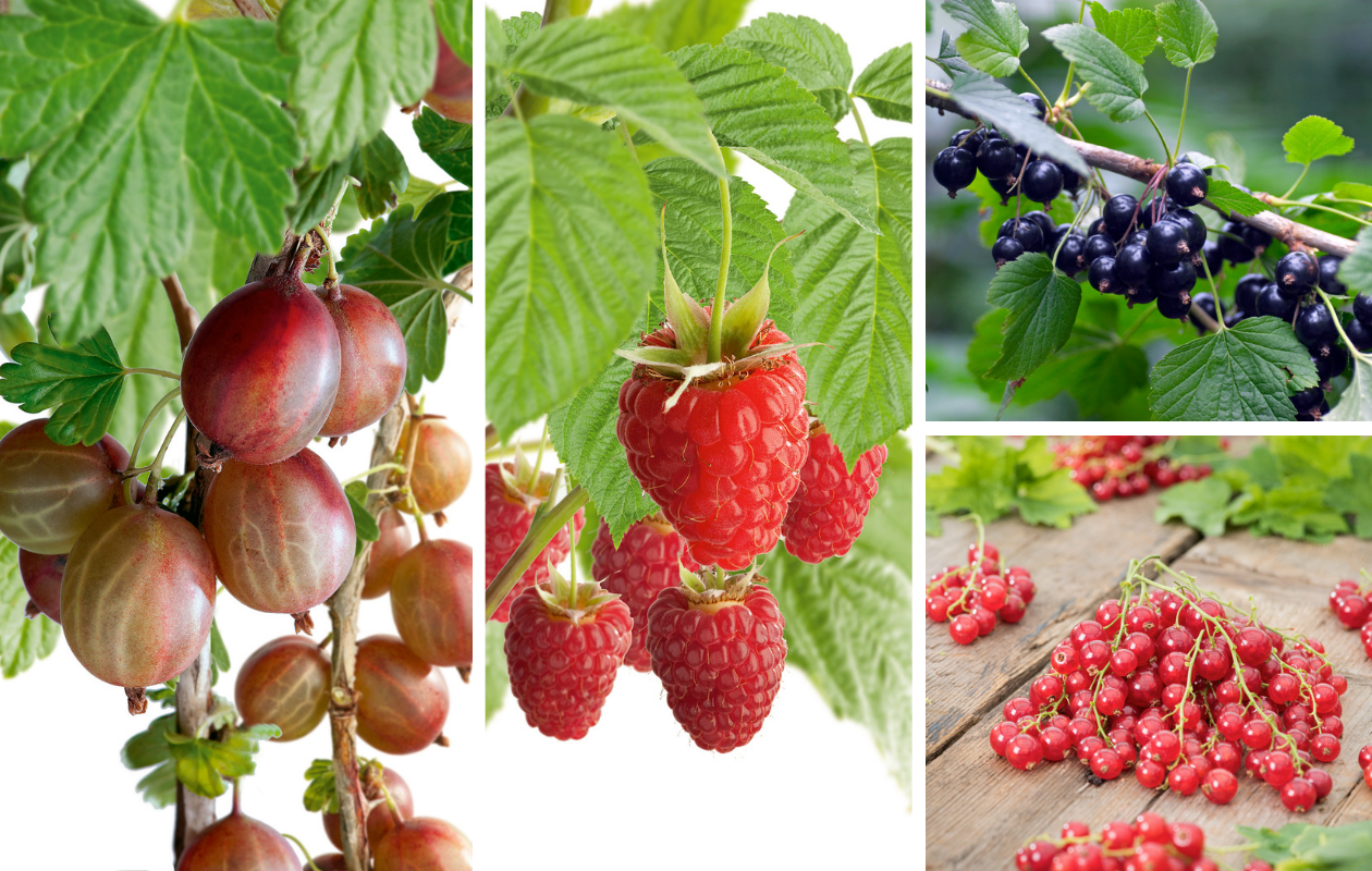 Mix de plantes fruitières – Lot de 4 plantes