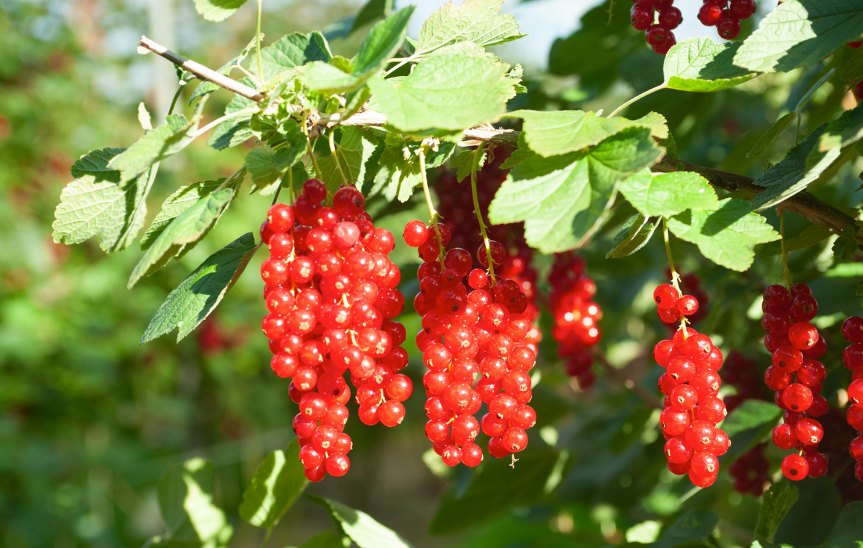 Mix de plantes fruitières – Lot de 4 plantes
