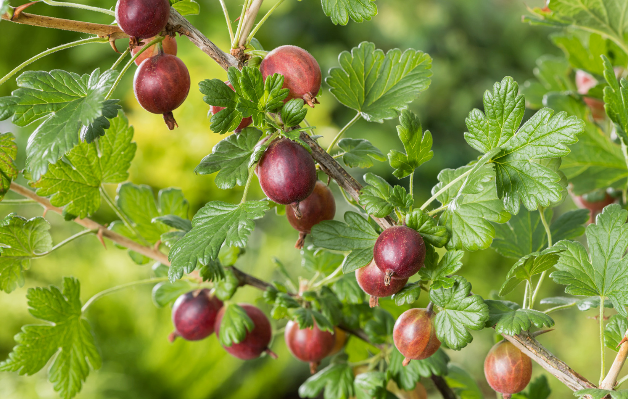 Mix de plantes fruitières – Lot de 4 plantes