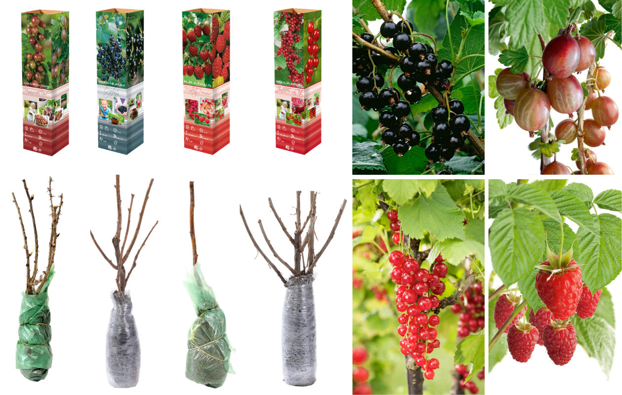 Mix de plantes fruitières – Lot de 4 plantes