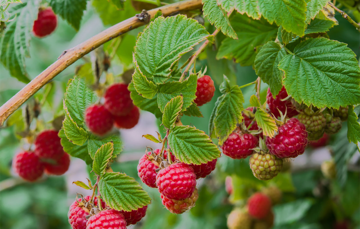 Mix de plantes fruitières – Lot de 4 plantes