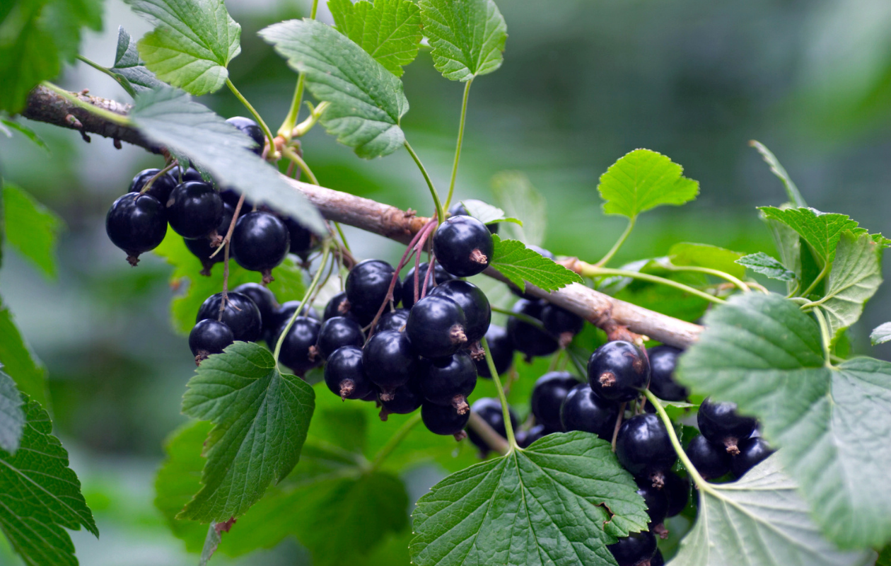 Mix de plantes fruitières – Lot de 4 plantes