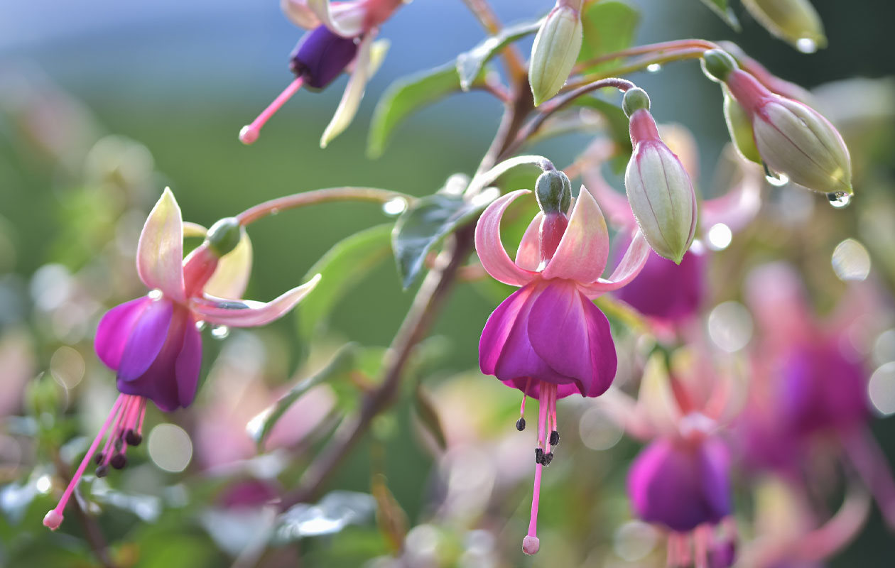 Set van 3 Fuchsia Delta Sarah (15 - 25 cm)