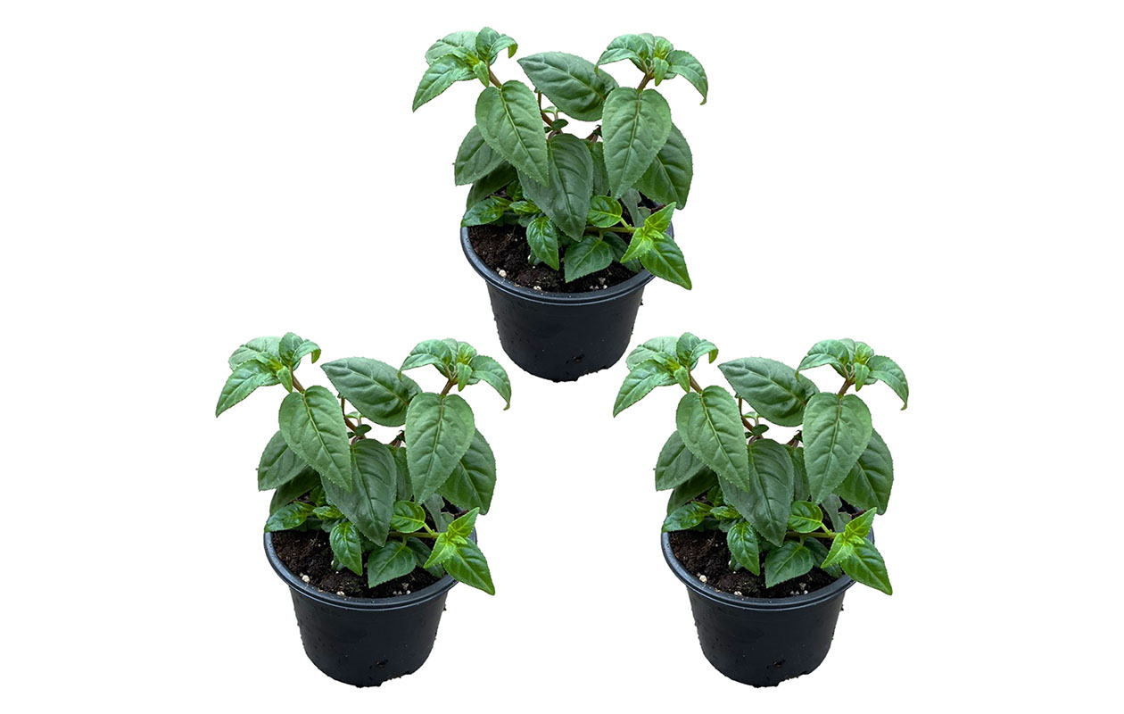 Set van 3 Fuchsia Delta Sarah (15 - 25 cm)