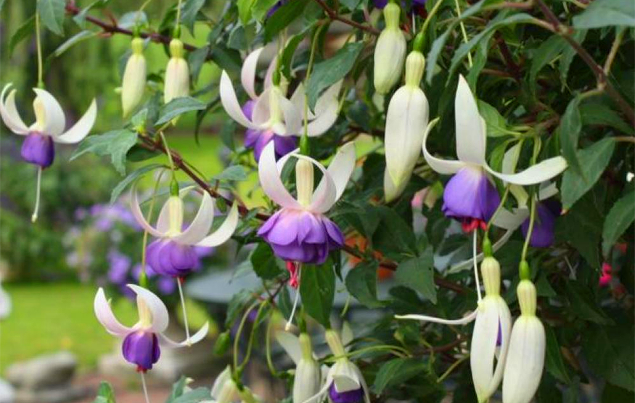 Fuchsia Delta Sarah 3 stuks (9cm) 