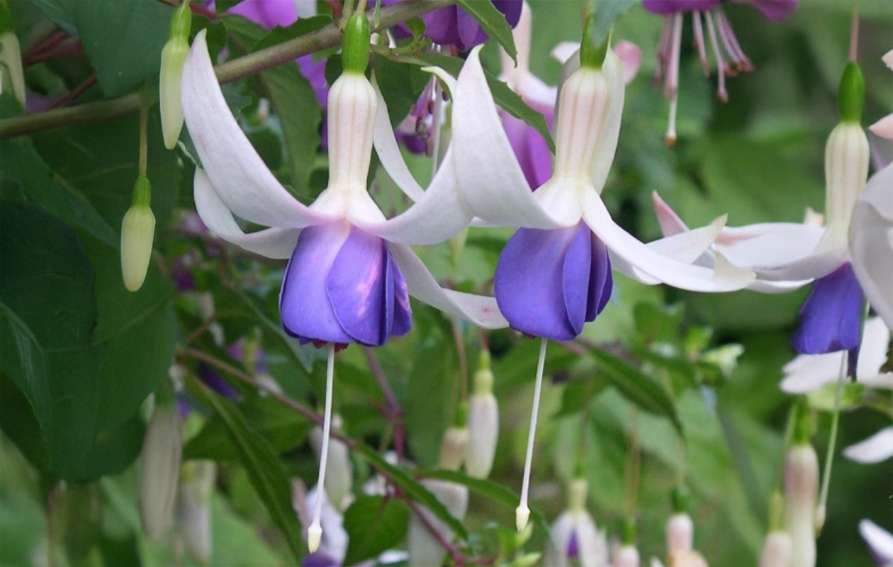 Fuchsia Delta Sarah 3 stuks (9cm) 