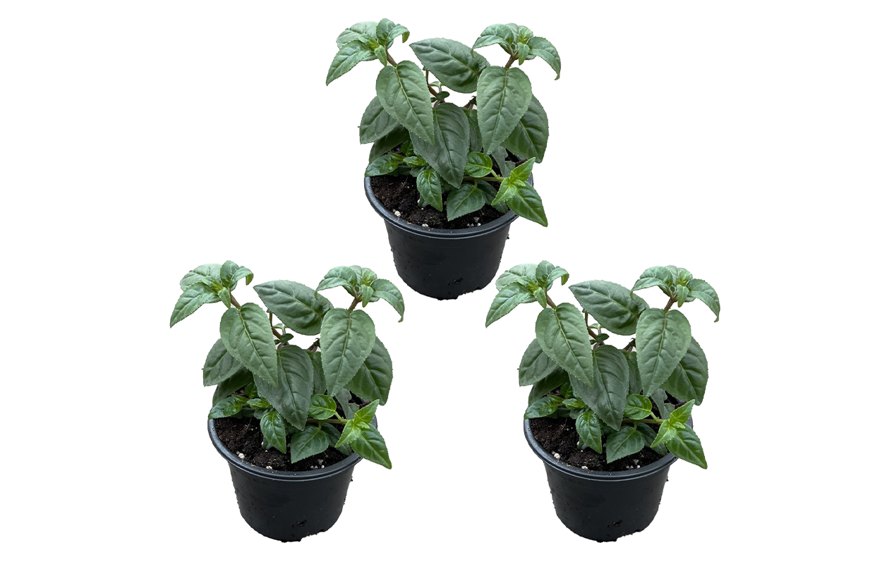 Fuchsia Delta Sarah 3 stuks (9cm) 