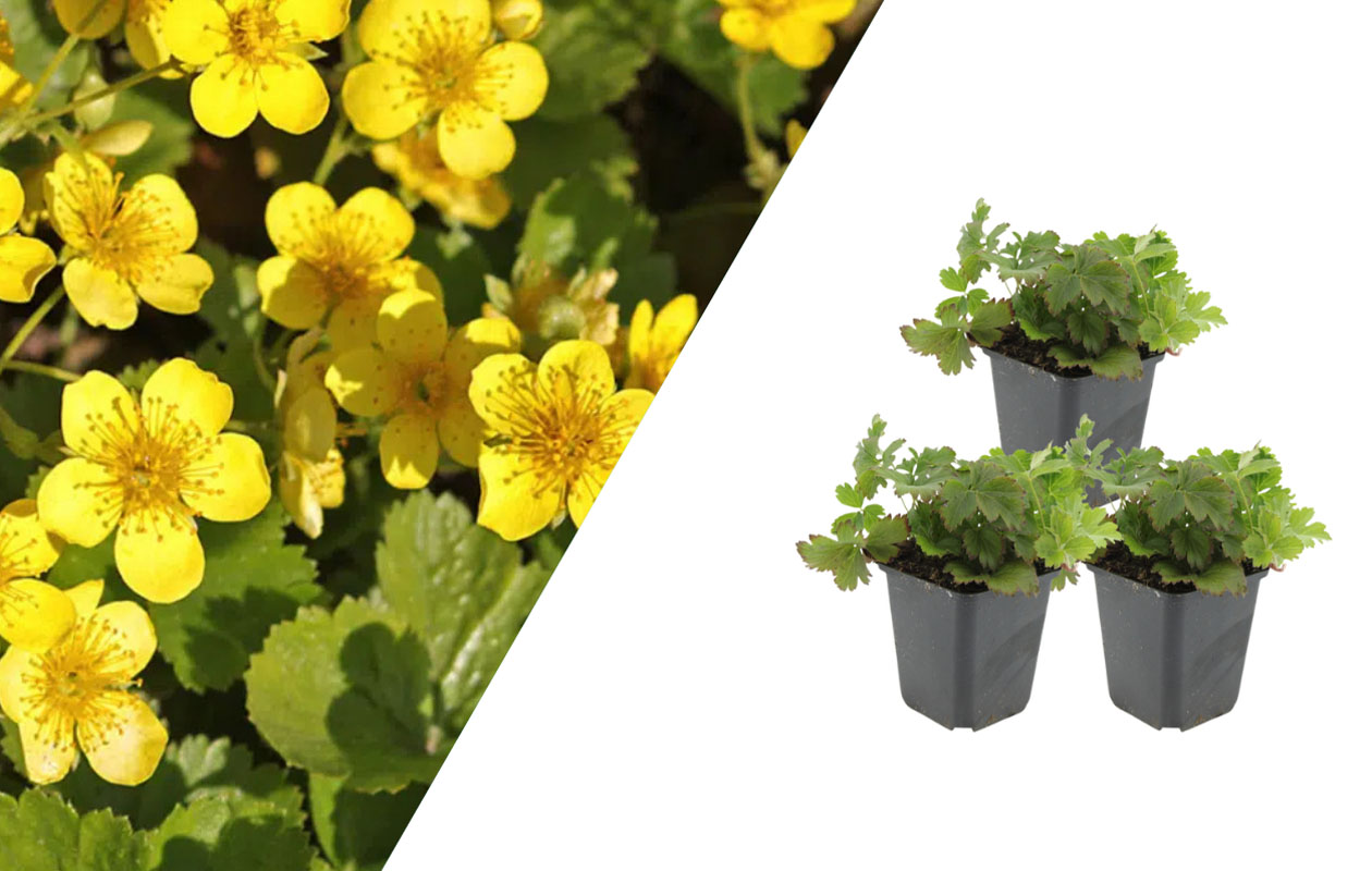 Goudaardbei plantenset 3 stuks