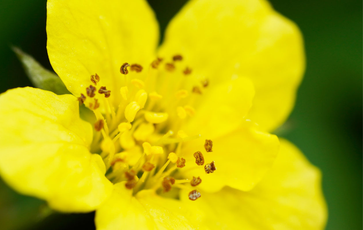 Goudaardbei plantenset 3 stuks