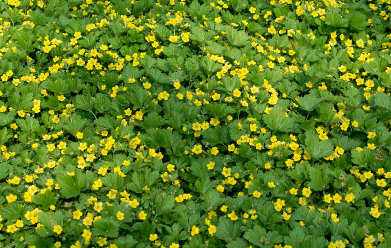 Goudaardbei plantenset 3 stuks