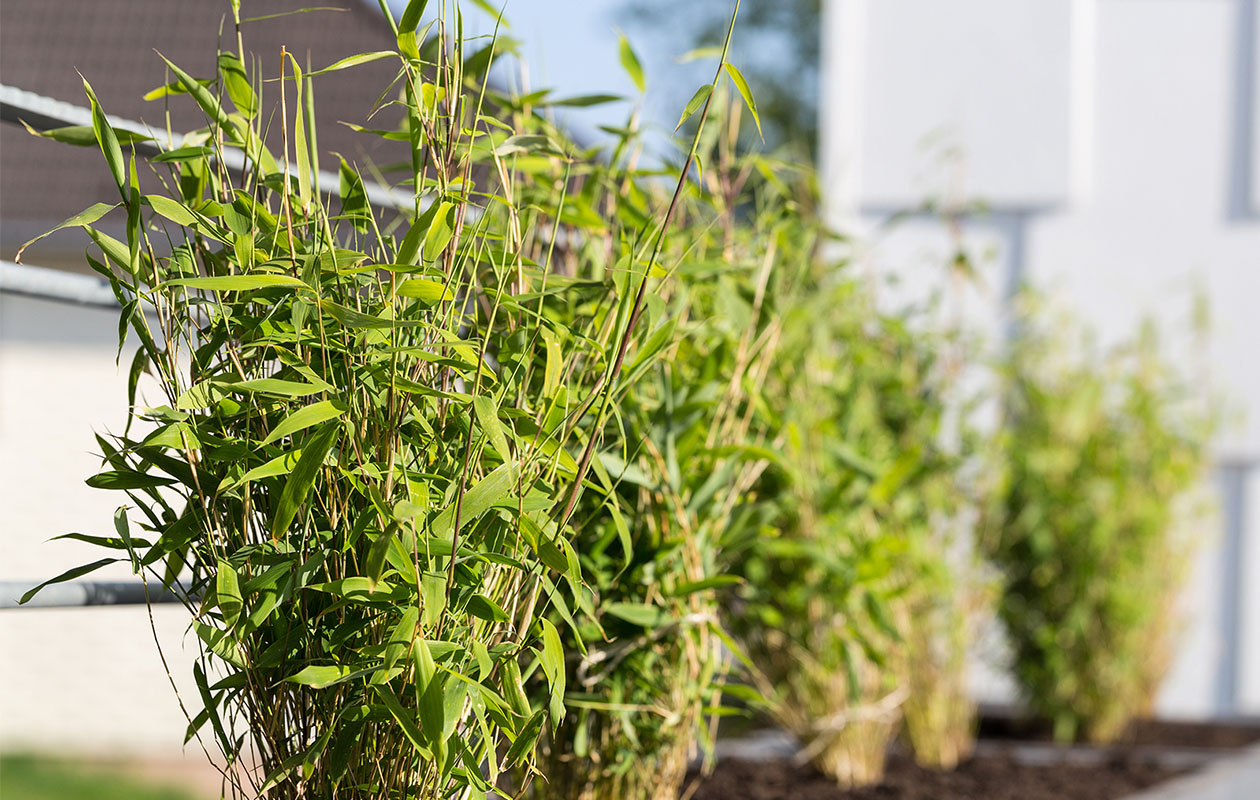 Lot de 3 plantes d’intérieur tropicales 30 - 40 cm