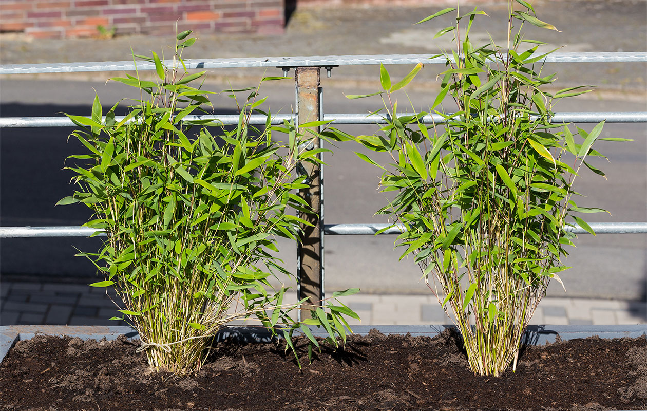 Lot de 3 plantes d’intérieur tropicales 30 - 40 cm