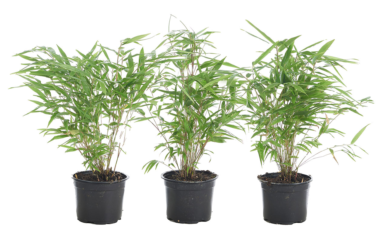 Lot de 3 plantes d’intérieur tropicales 30 - 40 cm