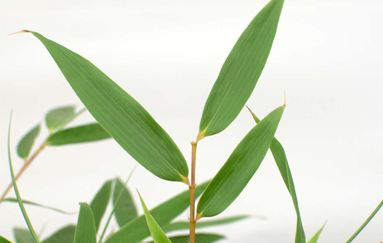 Lot de 3 plantes d’intérieur tropicales 30 - 40 cm