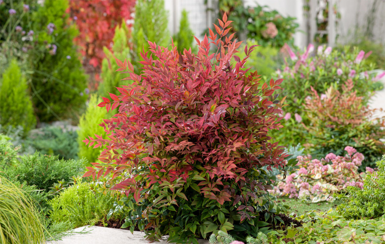 Hemelse Bamboe plant 'Nandina Obsessed'