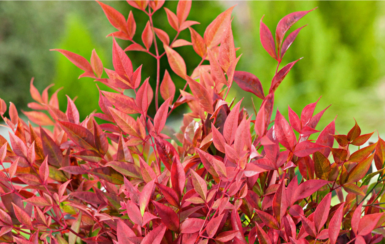 Hemelse Bamboe plant 'Nandina Obsessed'