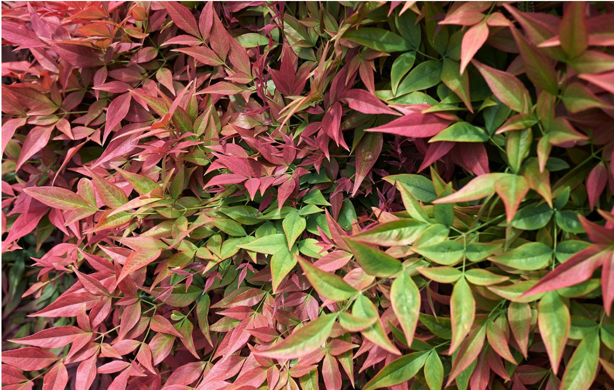Hemelse Bamboe plant 'Nandina Obsessed'