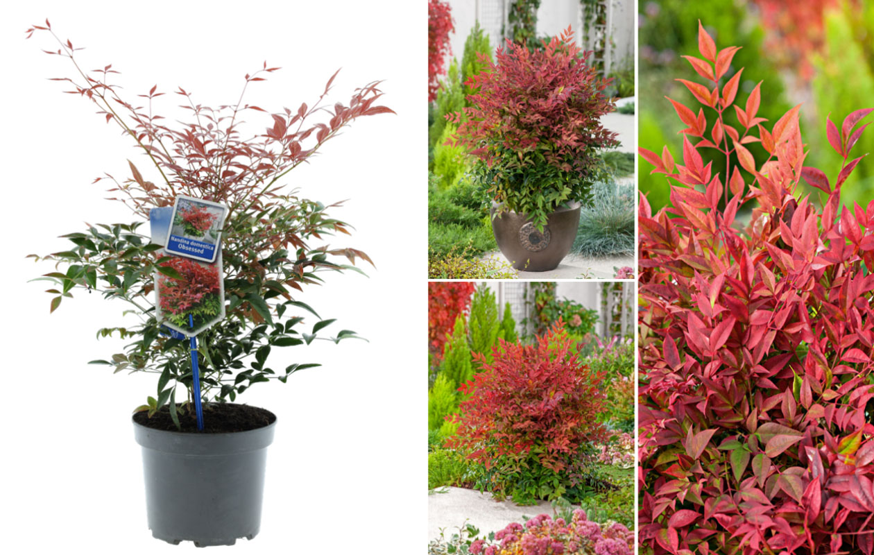 Hemelse Bamboe plant 'Nandina Obsessed'