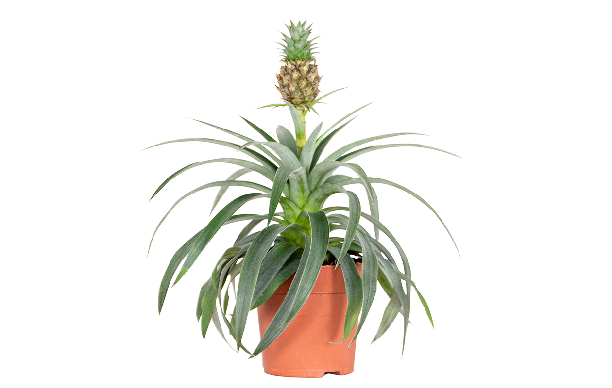 Plante d'ananas Mi Amigo (30-40 cm)