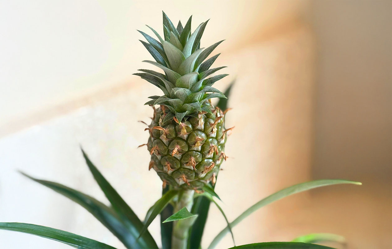 Plante d'ananas Mi Amigo (30-40 cm)