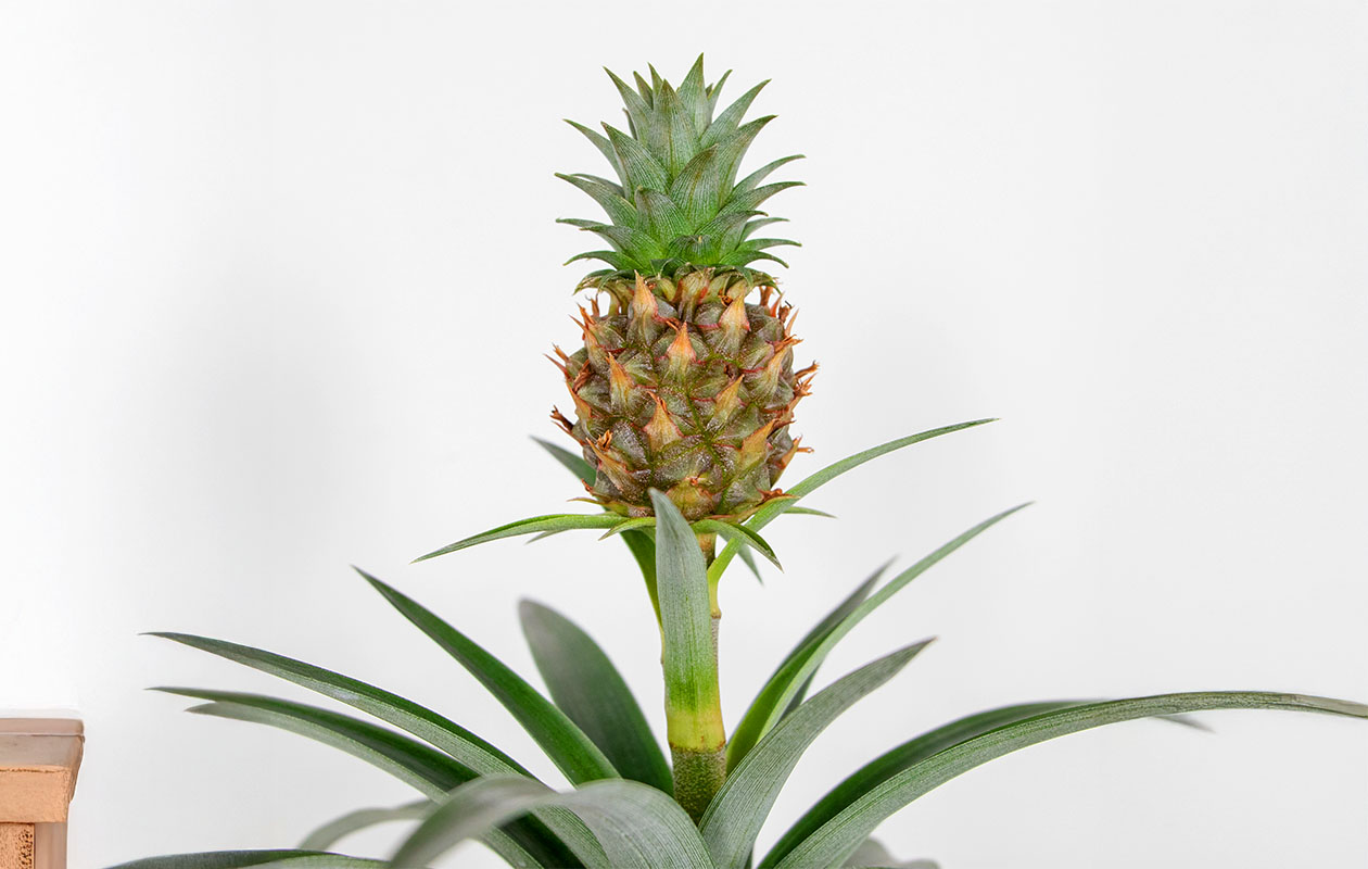 Plante d'ananas Mi Amigo (30-40 cm)