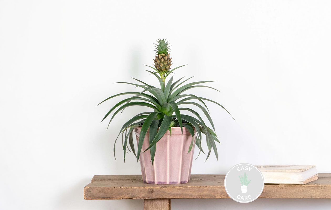 Plante d'ananas Mi Amigo (30-40 cm)