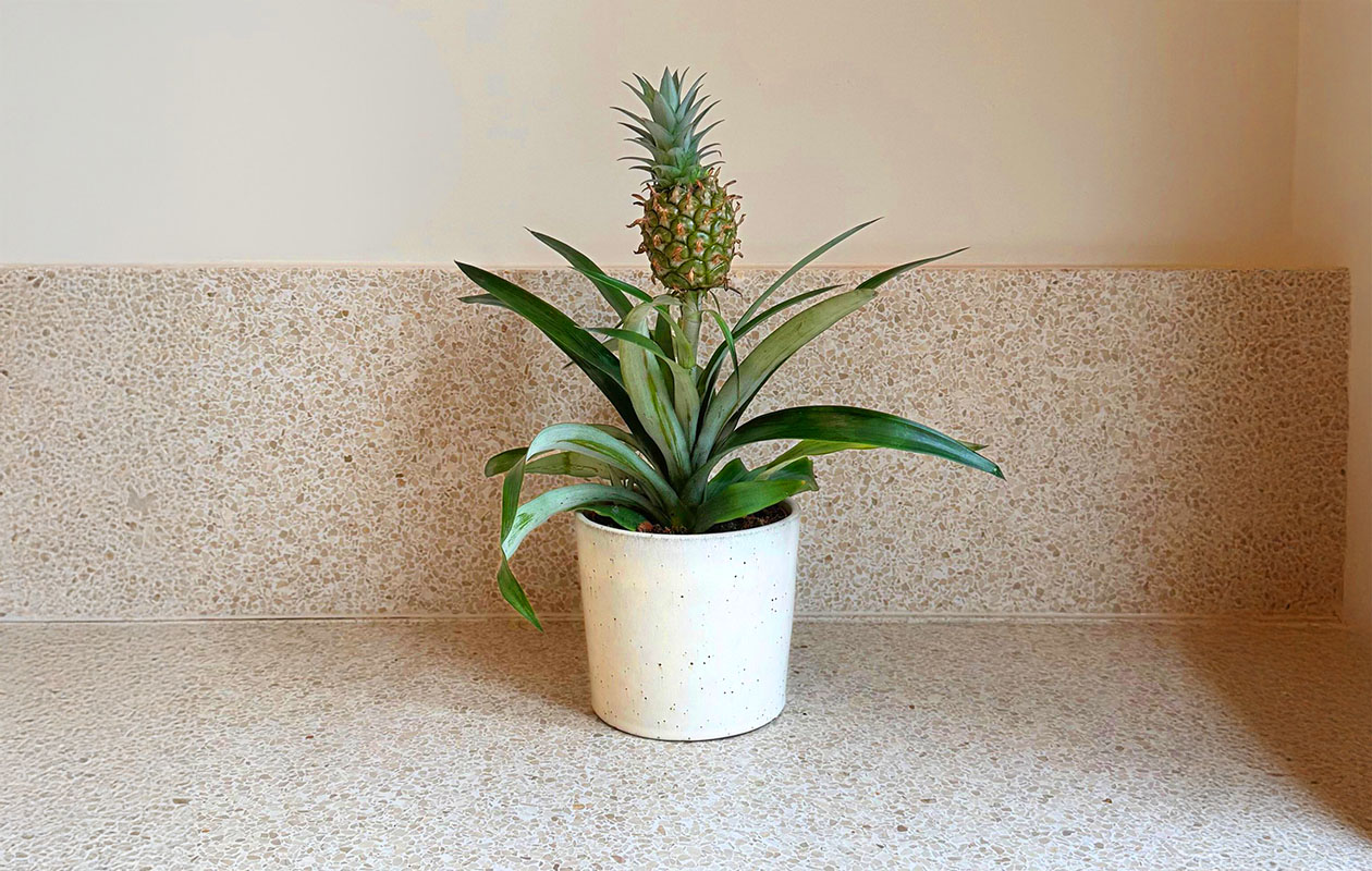 Plante d'ananas Mi Amigo (30-40 cm)