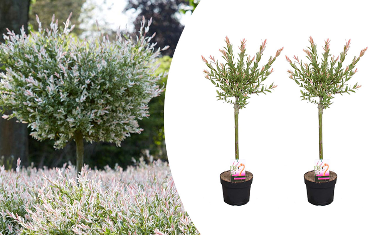 Set van 2 Salix Flamingo Bomen (75 - 85 cm)