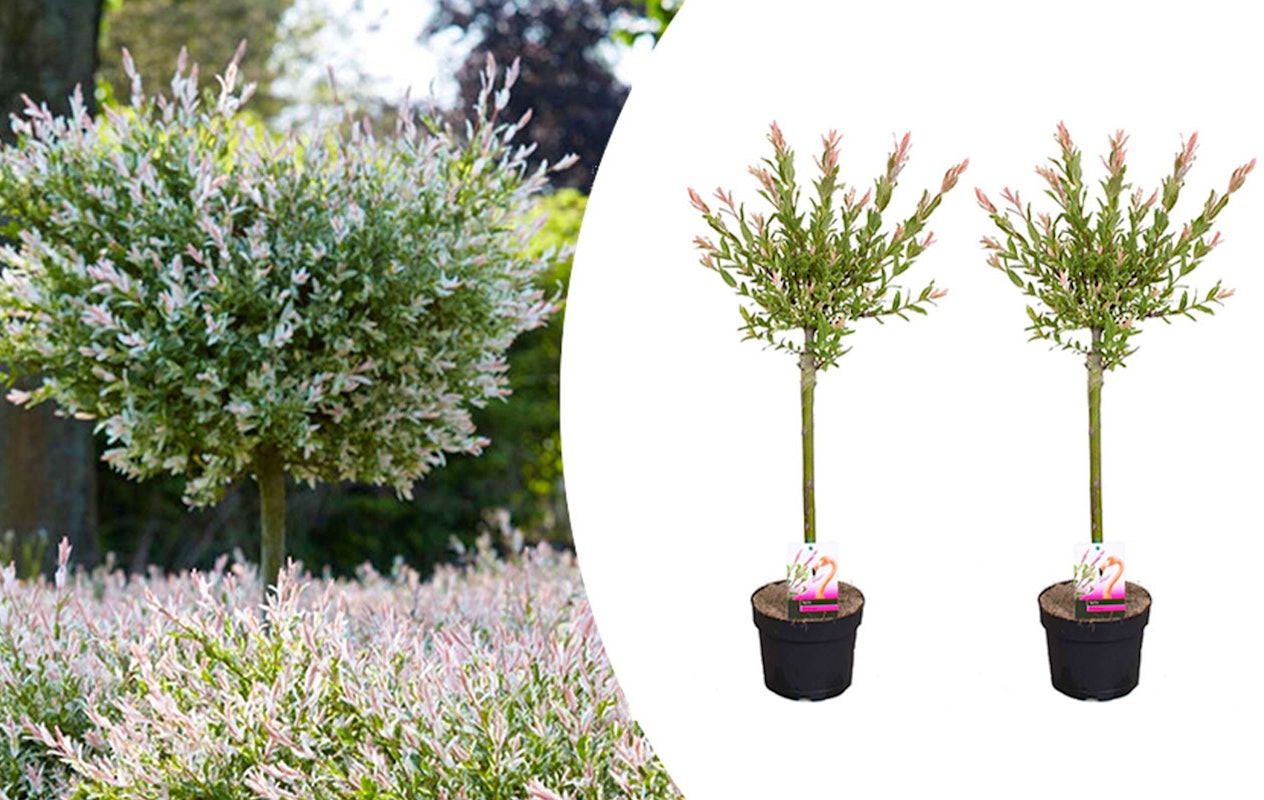 Lot de 2 arbres Salix Flamingo (75 - 85 cm)