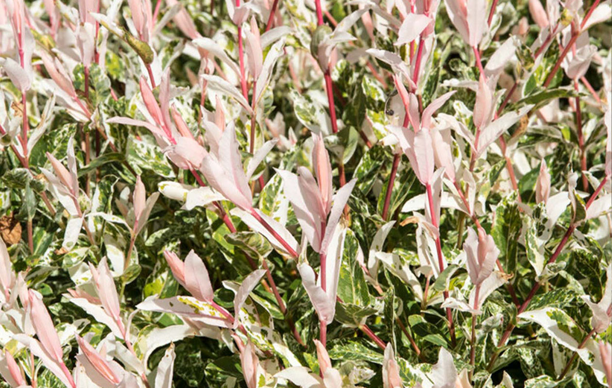 Set van 2 Salix Flamingo Bomen (75 - 85 cm)